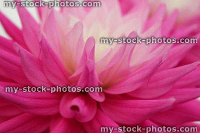 Stock image of large white and pink dahlia flower / flowering dahlias, pot plant