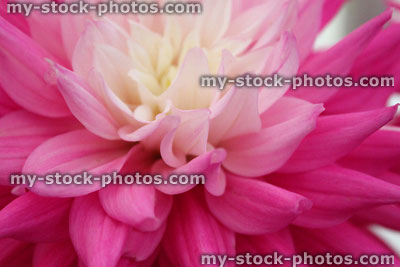 Stock image of large white and pink dahlia flower / flowering dahlias, pot plant