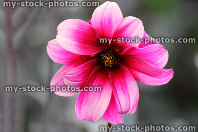 Stock image of bright pink dahlia flower in garden, flowerbed border