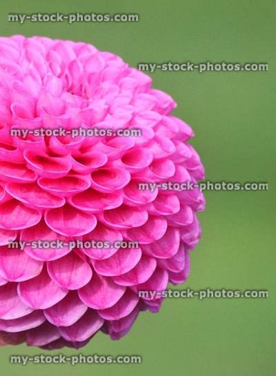 Stock image of pink pompon dahlia flower (ball dahlias), flowering in summer garden