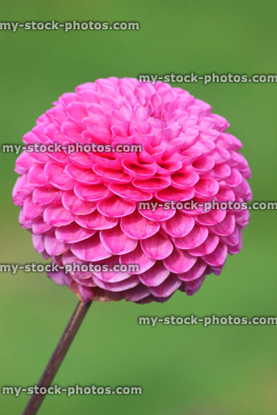 Stock image of pink pompon dahlia flower (ball dahlias), flowering in summer garden