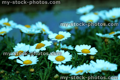 Stock image of flowers of Argyranthemum (Marguerite Daisy)