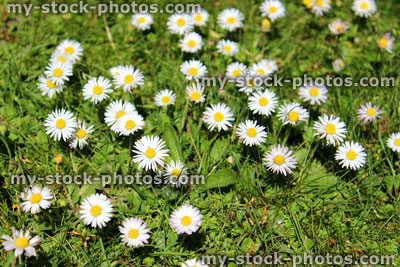 Stock image of daisies (bellis perennis) isolated on a green lawn (close up)