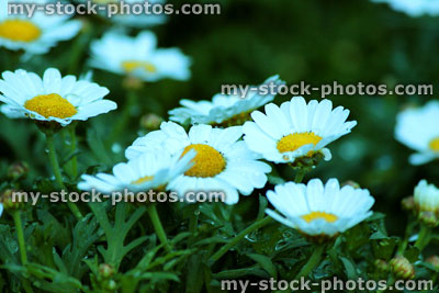 Stock image of flowers of Argyranthemum (Marguerite Daisy)