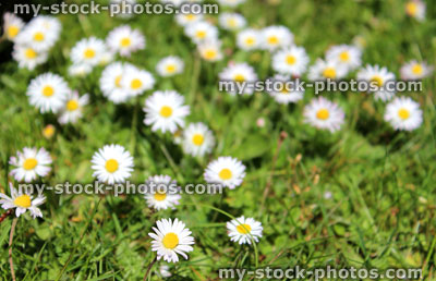 Stock image of daisies (bellis perennis) isolated on a green lawn (close up)