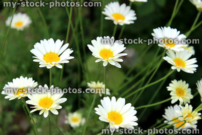 Stock image of Leucanthemum daisies, shasta daisy flowers, herbaceous garden border