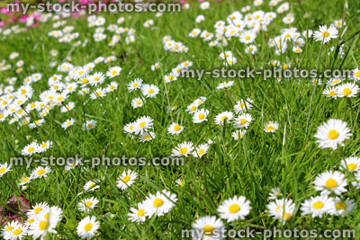 Stock image of daisy lawn, daisies in full flower in meadow