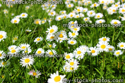 Stock image of lawn filled with daisies / daise flowers in sunshine