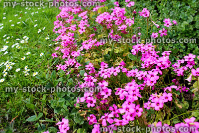 Stock image of pink oxalis flowers next to garden lawn filled with daisies