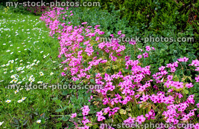 Stock image of daises / daisy flowers on garden lawn with pink oxalis blossom