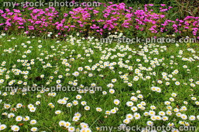 Stock image of wild daisies and pink herbaceous oxalis flowers on garden lawn