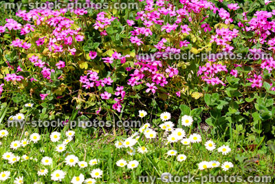 Stock image of pink oxalis flowers next to garden lawn filled with daisies