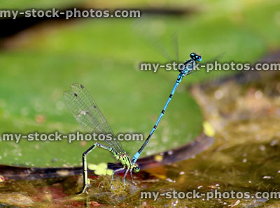 Stock image of European damselflies mating, laying eggs in garden pond