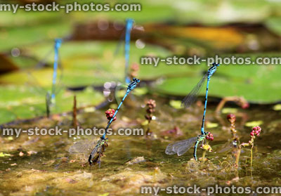 Stock image of group of European damselflies mating, laying eggs, garden pond, lily pads