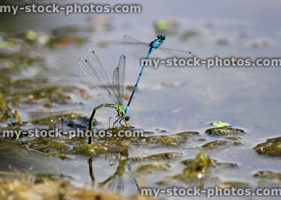 Stock image of common damselflies mating, laying eggs in garden pond