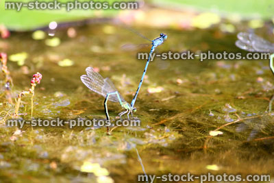 Stock image of two damselflies mating, laying eggs in garden pond