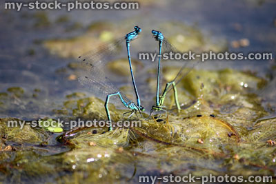 Stock image of two pairs European damselflies mating, laying eggs in garden pond