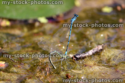 Stock image of blue damselflies mating, laying eggs in garden pond