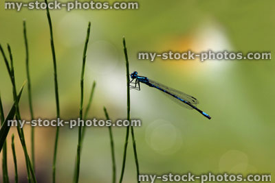 Stock image of male blue damselfly in sunshine, by garden pond