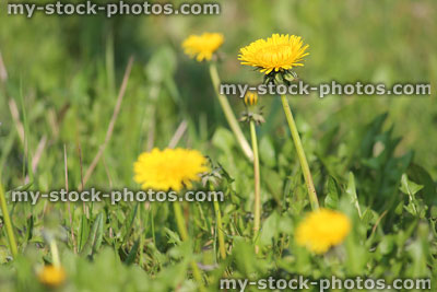 Stock image of yellow dandelion flowers in spring wildflower meadow field