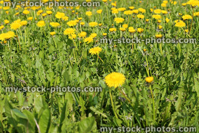 Stock image of dandelions in grass with yellow flowers and green leaves