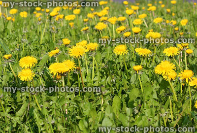 Stock image of wild dandelions covered with yellow flowers in field