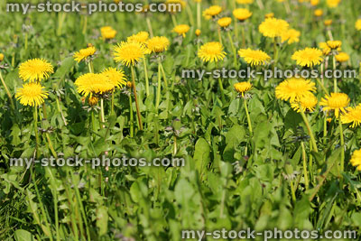 Stock image of dandelion flowers and leaves growing in grass field