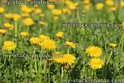 Stock image of yellow wild dandelion flower heads growing in field