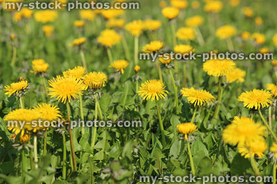 Stock image of dandelions with yellow flowers in wildflower meadow field