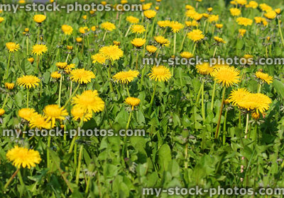Stock image of wild dandelions in full flower, invasive garden weeds