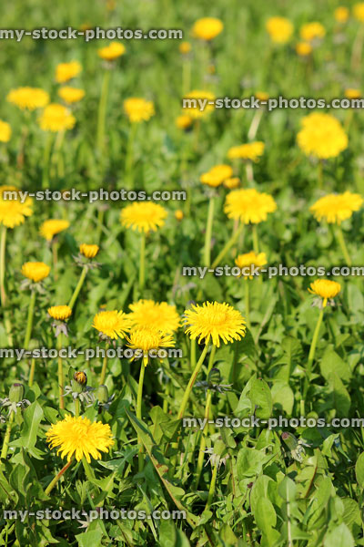 Stock image of meadow field filled with flowering dandelions (Taraxacum plants)