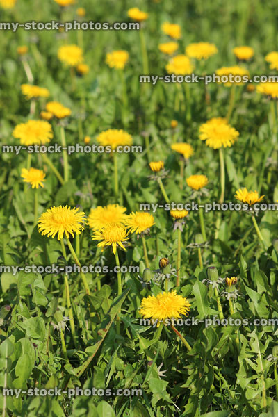 Stock image of wild dandelions growing amongst grass and other weeds