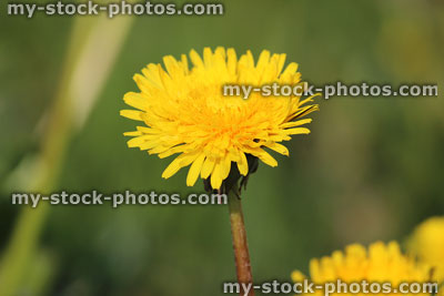 Stock image of wild dandelion flower close up with blurred green background