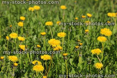 Stock image of field covered with wild dandelion flowers in spring