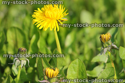 Stock image of single yellow dandelion flower in spring, overgrown weedy lawn