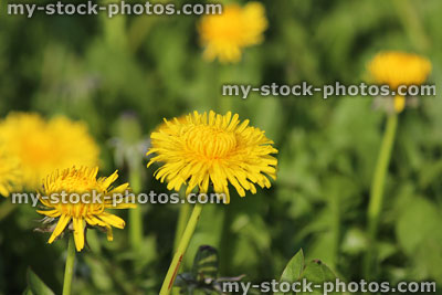 Stock image of wild dandelion flowers in spring, perennial garden weeds