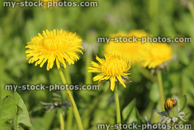 Stock image of garden lawn covered with flowering dandelions (Taraxacum)