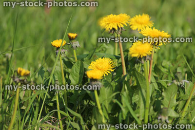 Stock image of yellow dandelion flowers in overgrown garden lawn (Taraxacum)