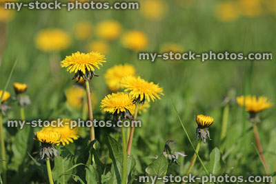 Stock image of yellow dandelion flowers in spring, overgrown garden weeds