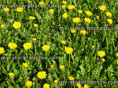 Stock image of field of yellow dandelion flowers, invasive garden weeds