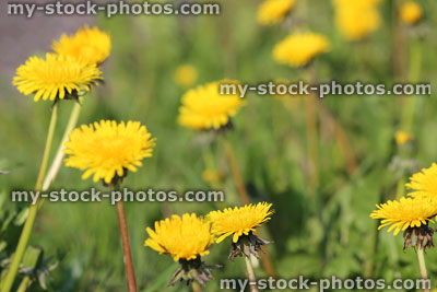 Stock image of wild yellow dandelions in flower, growing in field