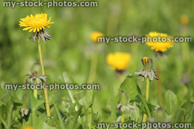 Stock image of dandelion weeds with yellow flowers growing in lawn