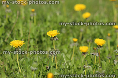 Stock image of garden lawn grass covered with dandelions and weeds