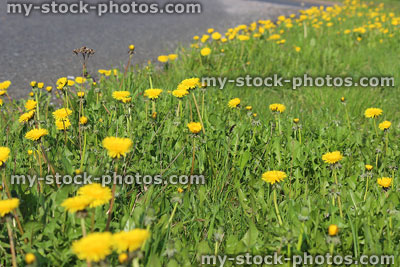 Stock image of roadside covered with weeds / dandelions in flower by pavement