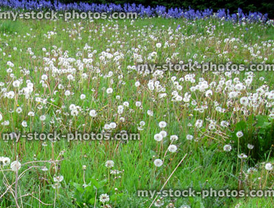 Stock image of garden lawn, covered in weeds and dandelions seeding