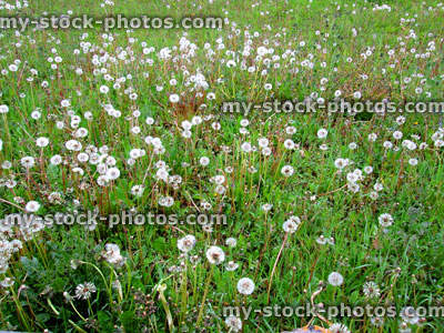 Stock image of overgrown lawn covered in dandelions (in seed) and other weeds