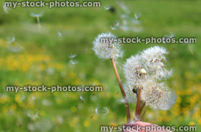Stock image of dandelion seeds blowing in the wind, in countryside buttercup field