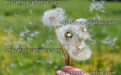 Stock image of dandelion seeds blowing in the wind, in countryside buttercup field