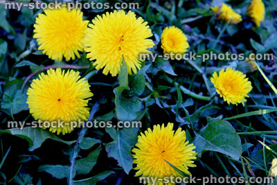 Stock image of yellow dandelion flowers (close up), persistent garden weed 