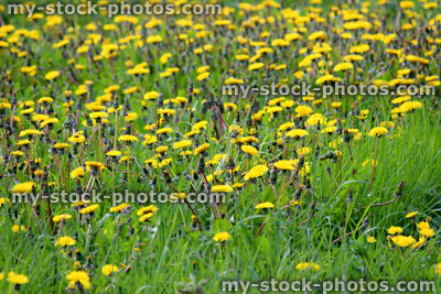 Stock image of dandelion flowers in a meadow